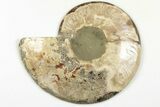 Bargain, Cut & Polished, Agatized Ammonite Fossil - Madagascar #200139-5